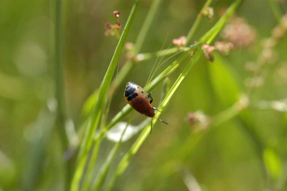 Galeruca rufa (Col., Chrysomelidae) e altro
